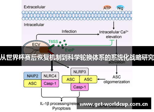 从世界杯赛后恢复机制到科学轮换体系的系统化战略研究